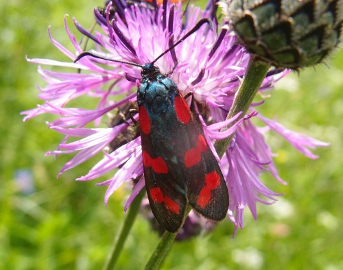 Zygaena sp. 3, Mogielnica-Skarpa, 07.17.JPG