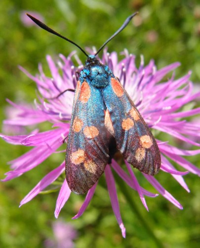 Zygaena sp. 4a, Mogielnica-Skarpa, 07.17.JPG