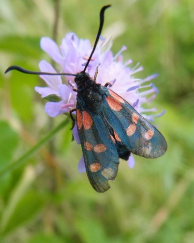 Zygaena sp. 5, Korczew NE, 07.17.JPG