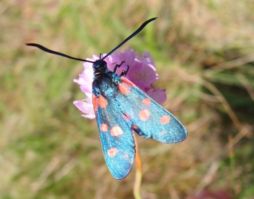 Zygaena sp. 6 (e), Korczew NE, 07.17.JPG