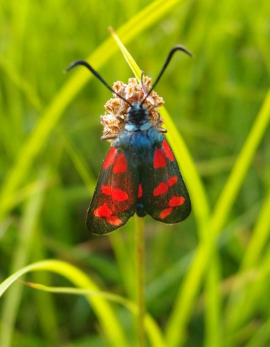 Zygaena sp. 7 (f11c), Gory N, 07.17.JPG