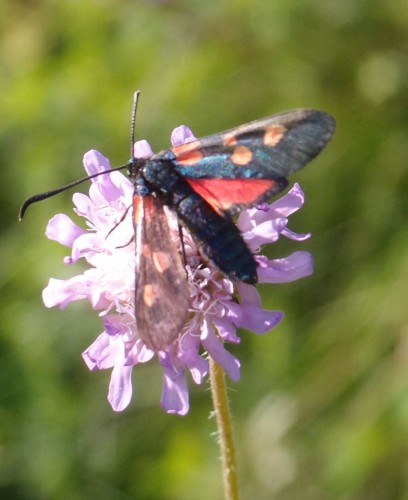 Zygaena sp. 8 (l1a), Ruska Strona E, 07.17.JPG