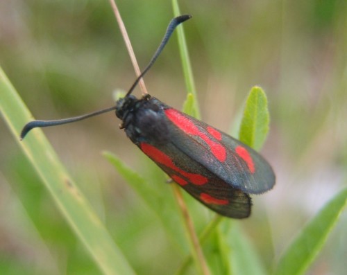 Zygaena sp. 9 (lt1b) LB, 07.17.JPG