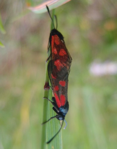 Zygaena sp. 10 (lt1c), LB, 07.17.JPG