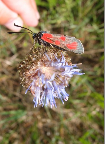 Zygaena sp. 11 (lti 2), Mogielnica S, 07.17.JPG