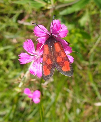 Zygaena sp. 12 (lt3a), Buzyska S, 07.17.JPG