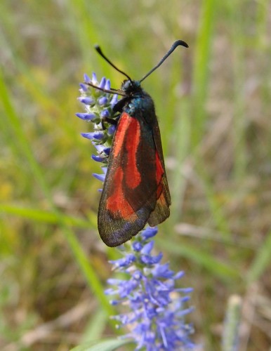 Zygaena sp. 13 (p), Dh, 07.17.JPG