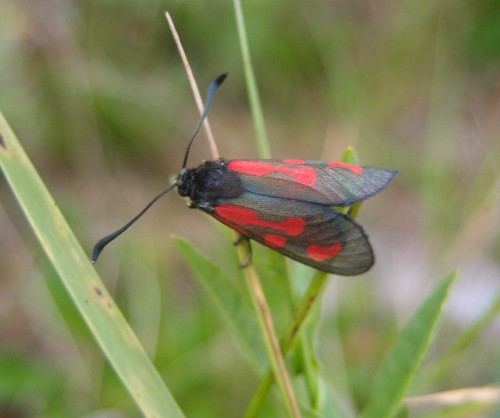 Zygaena sp. 9b , Las Bartkowski, 07.17.JPG