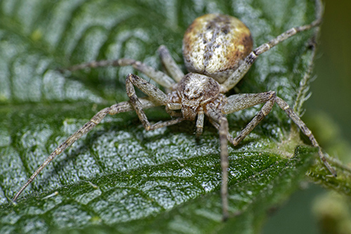 Philodromus sp.jpg