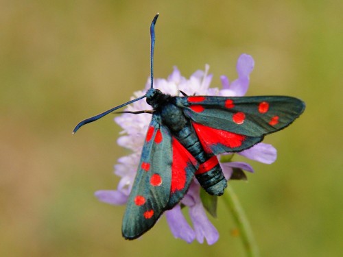 Zygaena ephialtes