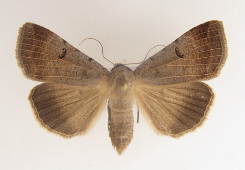 Lygephila craccae