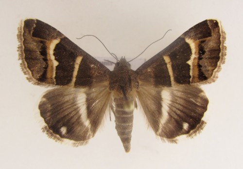 Grammodes stolida