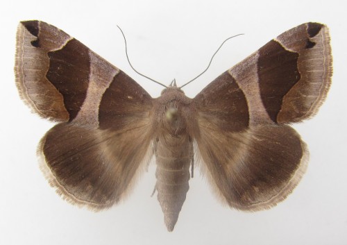 Dysgonia algira