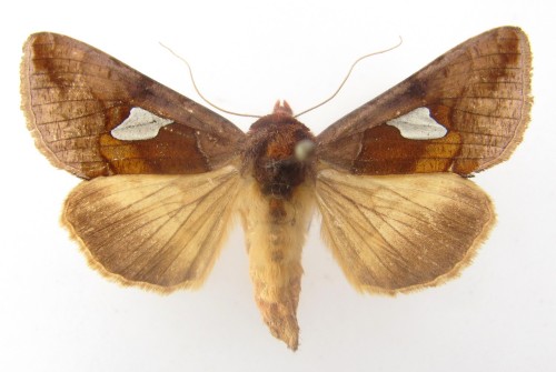 Autographa bractea