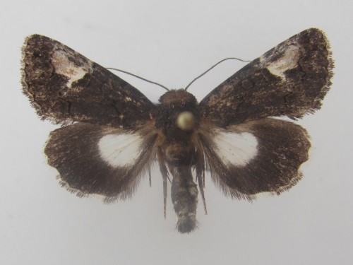 Aedia funesta