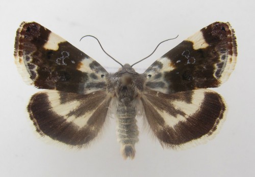 Acontia lucida