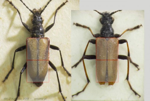 Gnathacmaeops_pratensis_vs_Euracmaeops_marginatus_3.jpg