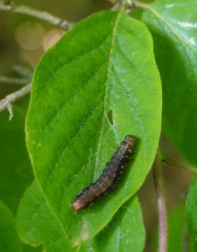 Na Lonicera xylosteum