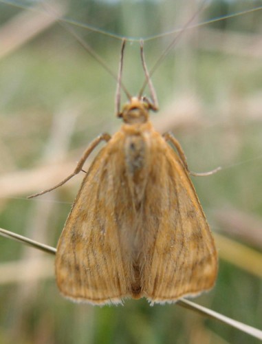 Ostrinia nubilalis?