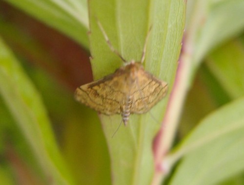 Paratalantha pandalis?