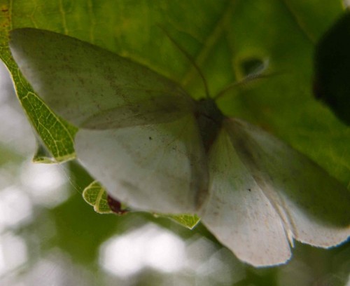 Motyl 258, Mogielnica (Borki), 06.17.JPG