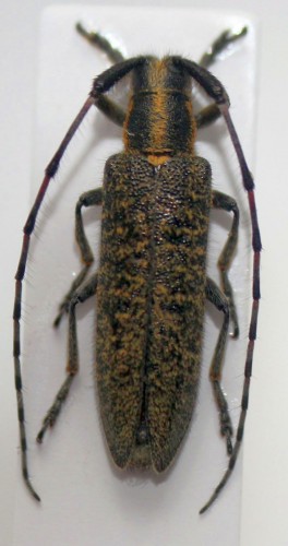 Agapanthia villosoviridescens, red antennae