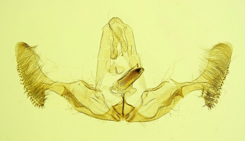 Notocelia trimaculana (HAWORTH, [1811])