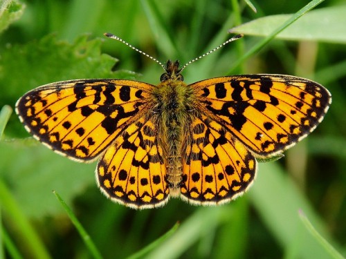 Boloria selene DE52 2015 05 23.JPG