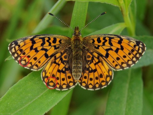 Boloria selene DC99 2017 05 23.JPG