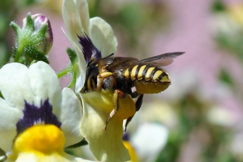 Anthidium x 3.JPG