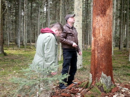 &quot;Stołek&quot; i Paweł przy pniu jodły mocno zasiedlonej przez Acanthocinus reticulatus.