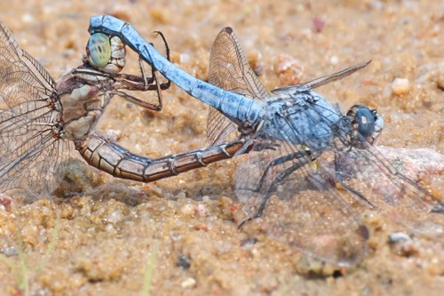 Tandem lecichy południowej