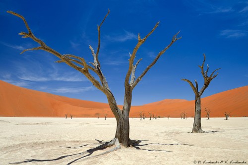 Deadvlei w okolicach Sesriem.