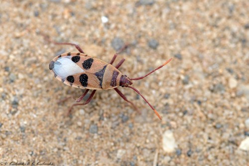 Probergrothius angolensis związany z welwiczją.