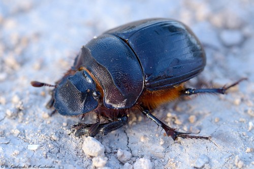 Heliocopris sp.