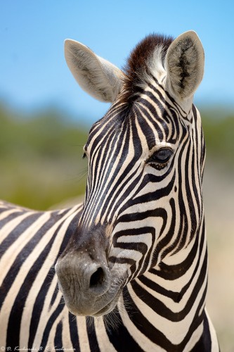 Zebra (Equus quagga)