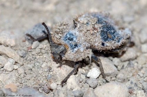 NN Tenebrionidae o ciekawym kamuflażu.