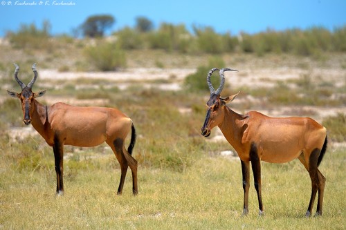 Bawolec krowi (Alcelaphus buselaphus).