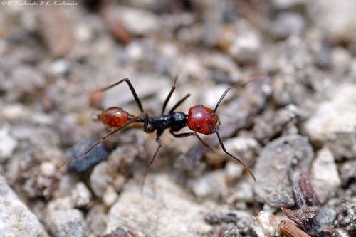 Ocymyrmex sp.