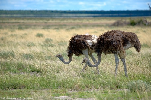 Struś brązowosterny (Struthio camelus australis).