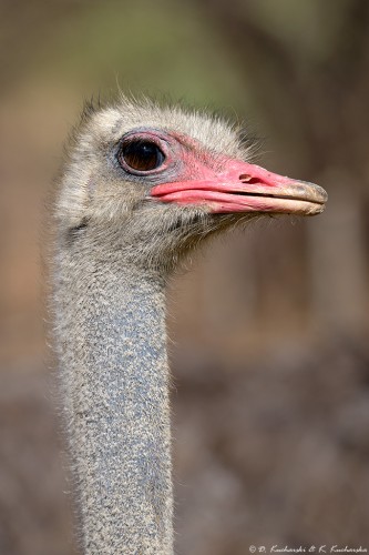 Struś brązowosterny (Struthio camelus australis).