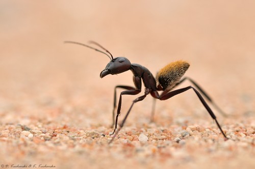 Camponotus fulvopilosus / C. storeatus