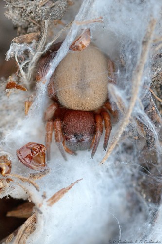 Przedstawiciel Eresidae.