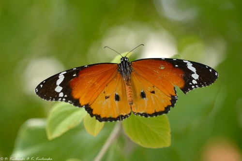 Danaus sp. (D. chrysippus ?)