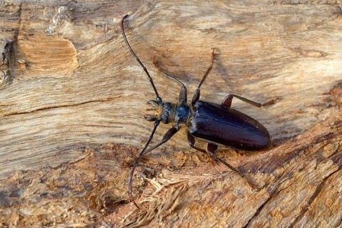 Prawdopodobnie Anthracocentrus capensis.