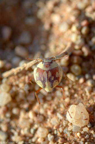 Eucomaria sp. (?), niezwykle sprawnie pływa w piasku i zakopuje się w ciągu 2-3 sekund.