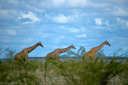 Żyrafa (Giraffa camelopardalis giraffa).