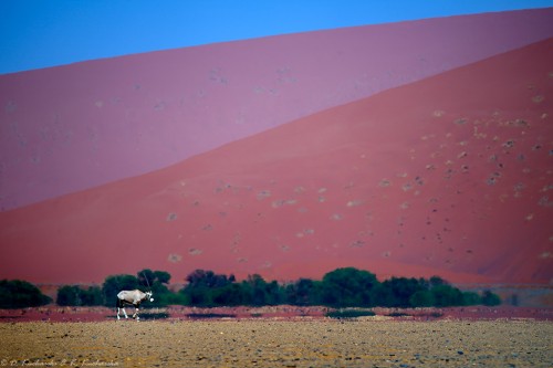 Oryks południowy (Oryx gazella) na tle wydm. Widać jak termika powietrza daje popalić zwierzakom i optyce obiektywu ;)