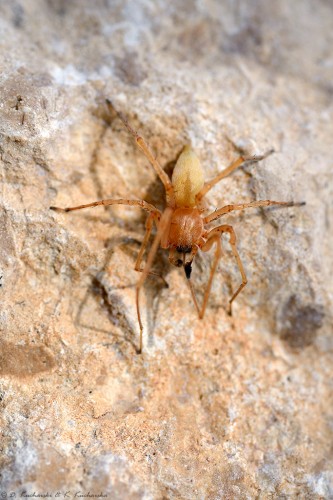 Przedstawiciel Miturgidae.