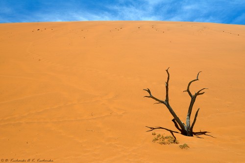 Deadvlei.